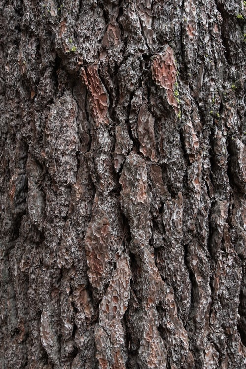 Vorschau: Hintergrundtextur der Baumrinde. Altes Holz, trockene Rinde des Baumes