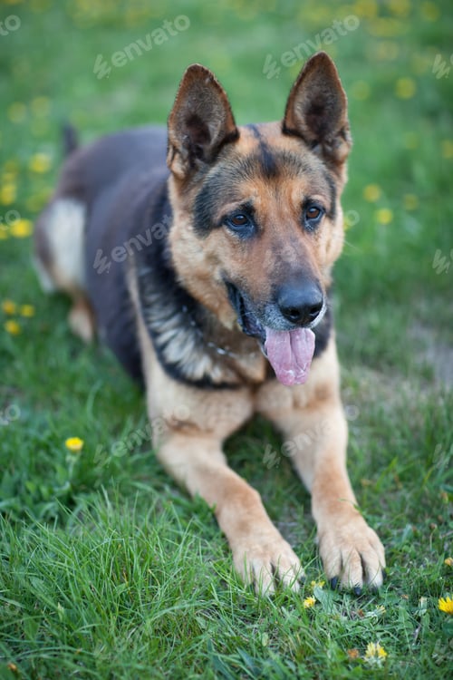 Preview: Clever German Shepherd dog lying in the spring grass, waiting fo