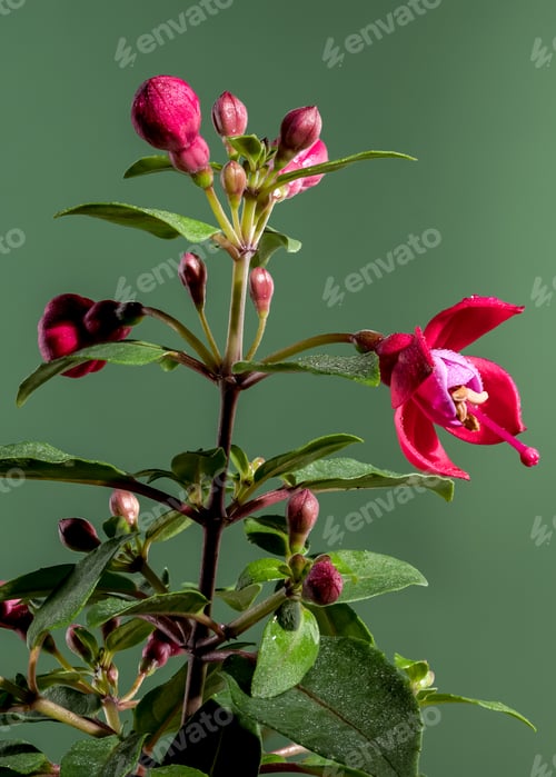 Preview: Red fuchsia flower on a green background close-up