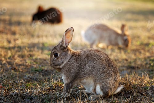 Preview: Wild Rabbit Resting Peacefully on Mossy Ground in Soft Natural Light Outdoors.
