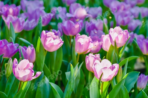 Preview: Tulip flowers for decoration, beauty, postcard and agricultural concept design