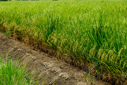 Preview: Part of Paddy field