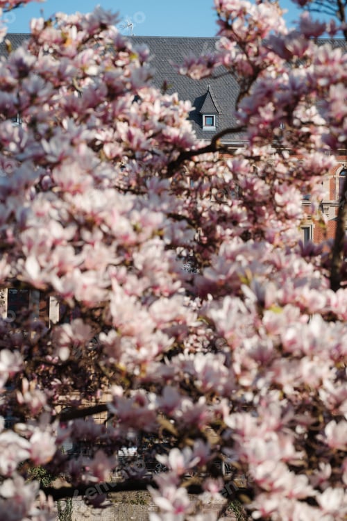 Preview: Beautiful Blooming Pink Magnolia Tree Against Sky