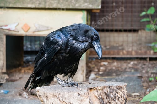 Preview: Beautiful black crows sit on a stump