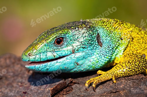 Preview: Detail of head and leg of a European green lizard, lacerta viridis