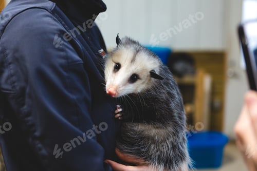 Preview: Opossum