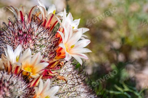 Preview: Blooming Cactus Flowers in the Arid Desert Sun