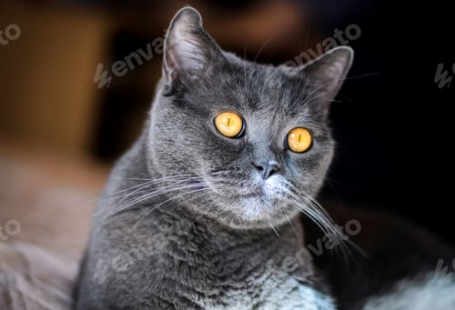 Preview: a gray cat of British or Scottish breed lies on the bed