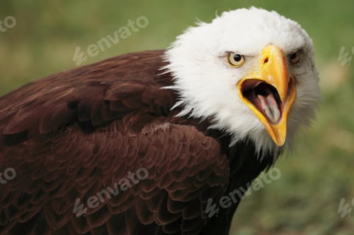 Bald Eagle Portrait with Open Beak Call