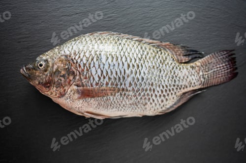 Preview: Fresh mojarra fish lying on dark grey slate