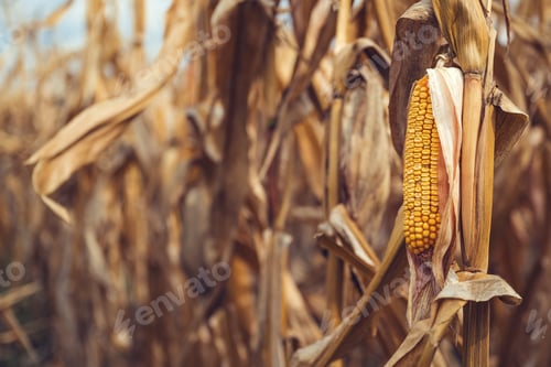 Preview: Ripe corn for harvest, yellow ear of corn with dry grains on stalk
