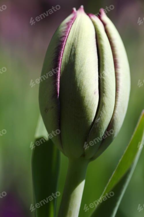 Preview: Tulip