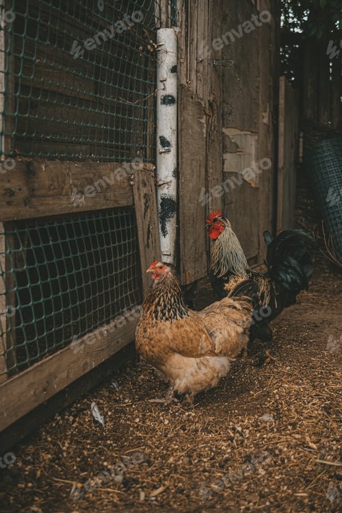 Preview: a rooster and a hen are standing near the netting of their chicken coop