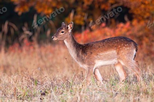 Preview: Young fallow deer standing on field in autumn sunset