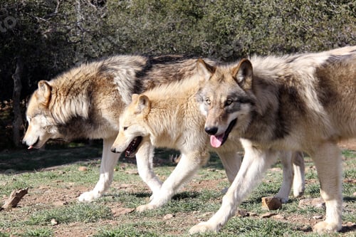 Preview: wolf, pack, togetherness, group, wilderness