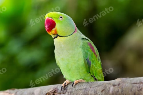 Preview: bird, parrot, Scarlet, Macaw