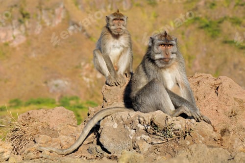 Preview: Balinese long-tailed monkeys - Indonesia