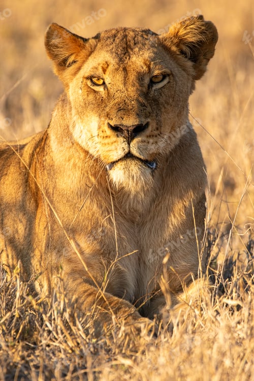 Preview: Lioness, Panthera leo, lioness resting and observing her surroundings.