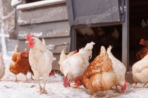 Preview: chicken walking on an eco-poultry farm in winter, free-range chicken farm