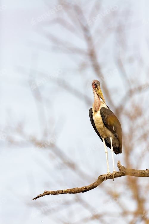 Preview: Marabou Stork in South Africa
