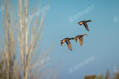 Preview: Selective focus shot of three ducks flying in the sky
