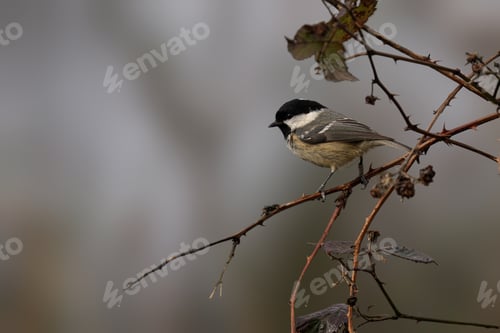 Preview: Coal Tit (Periparus ater) perched on a barren branch in misty fog
