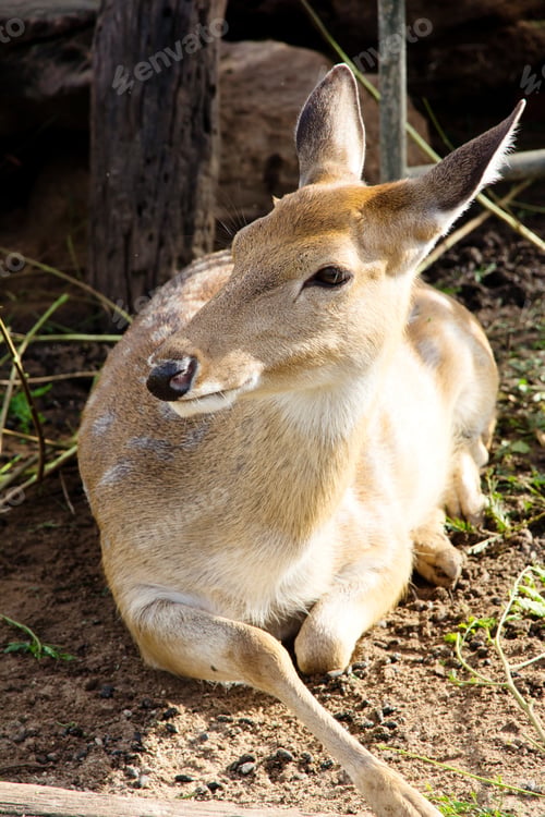 Preview: Axis Deer