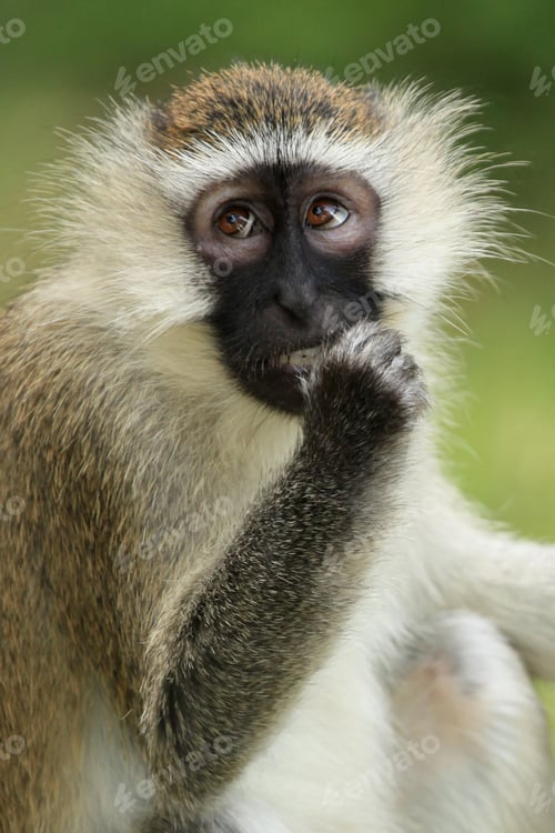 Preview: Vervet Monkey - Uganda, Africa