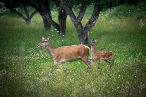 Preview: Red deer (scientifically Cervus elaphus), female with cub.