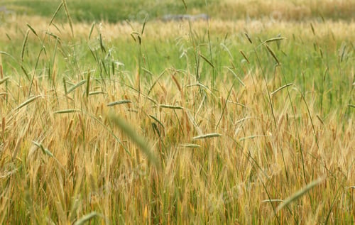 Preview: wheat field