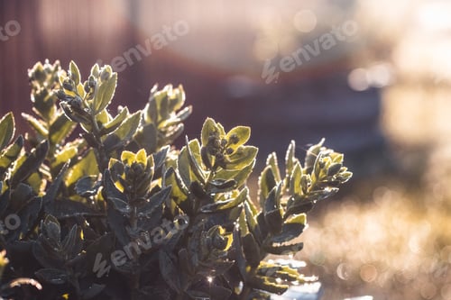 Preview: Fresh forest of grass in drops of morning dew sparkling in the sunlight