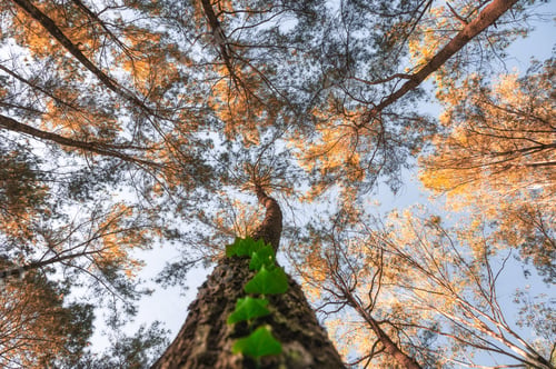 Preview: Looking up of pine trees in autumn forest on sunny day