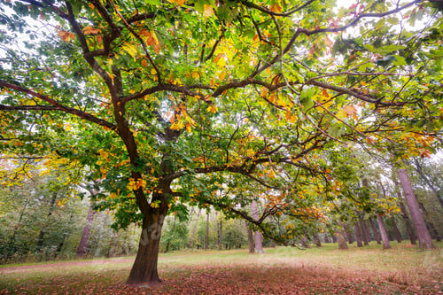 Preview: Autumn tree