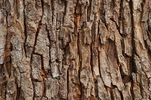 Preview: Background of the textured tree trunk