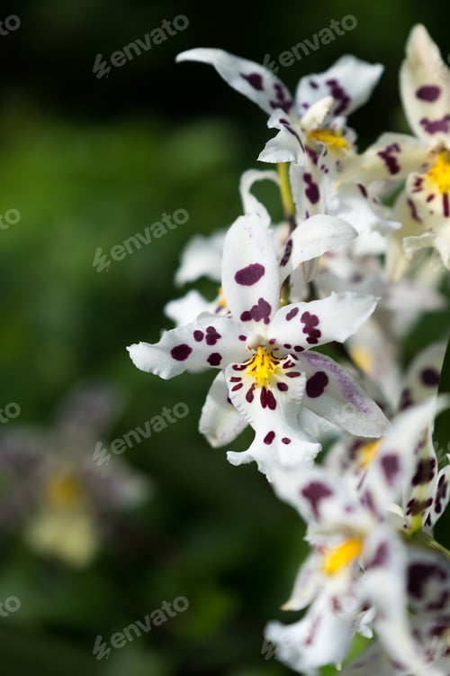 Preview: Beautiful Colorful Orchid In A Botanic Garden