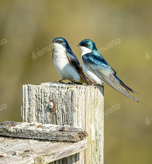 Preview: Closeup shot of cute small swallows perched on a wooden fence