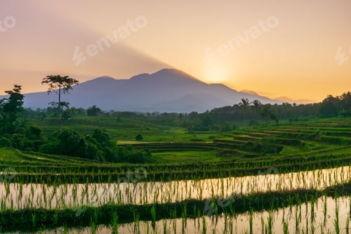 Preview: Beautiful morning view indonesia Panorama Landscape paddy fields with beauty color