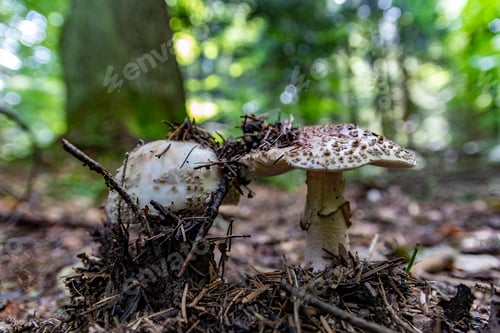 Preview: Closeup of dirty fungi growing on a forest floor