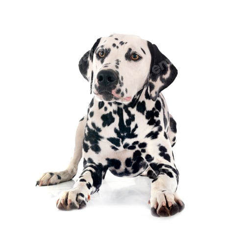 Preview: puppy dalmatian in studio