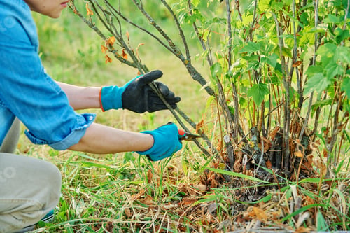 Preview: Woman cuts dry branches on black currant bush with secateurs