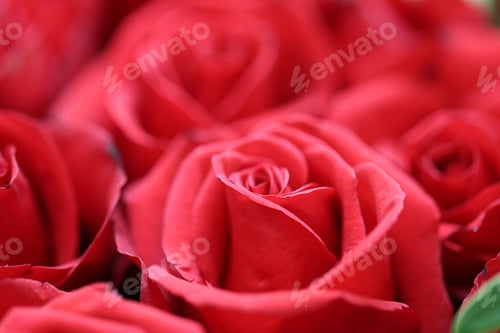 Preview: Beautiful red rose flower closeupafro blur texture background