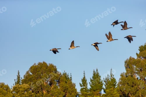 Preview: Goose in New Zealand