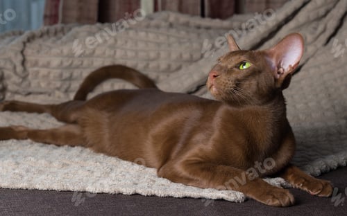 Preview: There is a brown oriental cat. A brown oriental cat lies gracefully on the sofa.