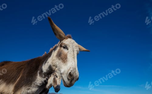 Preview: Donkey