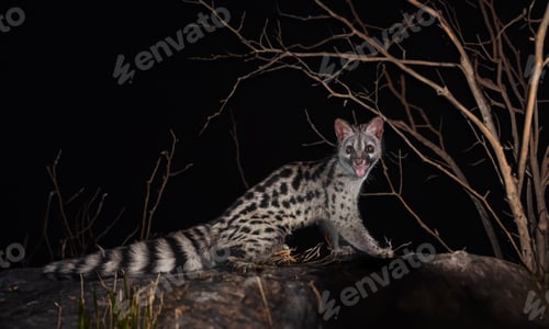 Preview: Common genet in nature