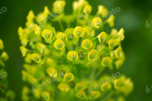 Preview: Yellow flowers in the springtime at Citylife park, Milan