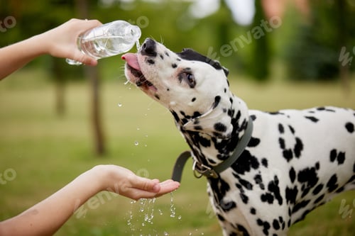 Preview: The dog drinks water from a plastic bottle. animal care concept