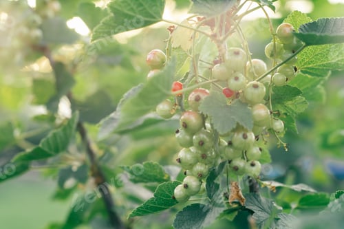 Preview: Juicy unripe green berries of red currant hanging on branch of bush with leaves in garden at sunrise