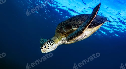 Preview: A Sea turtle swims underwater
