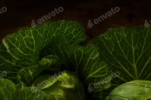 Preview: Close-up view of fresh cabbage